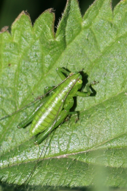 Tettigonia