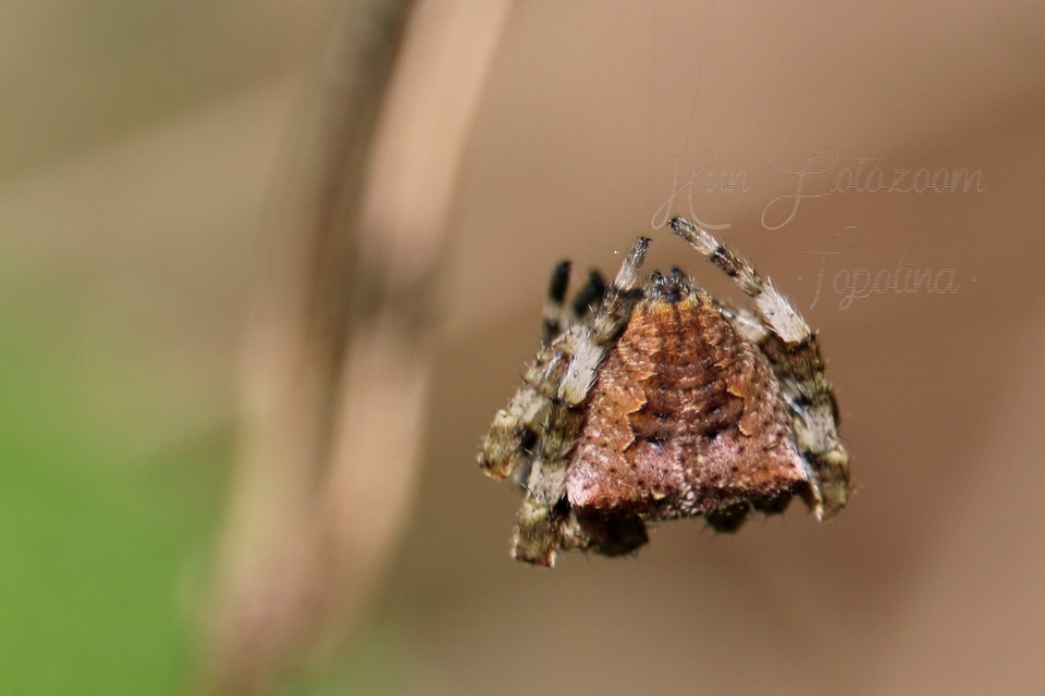 Araneus circe/angulatus