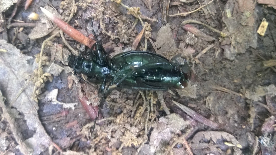 Carabus scheidleri jucundus - pompás változó futrinka
