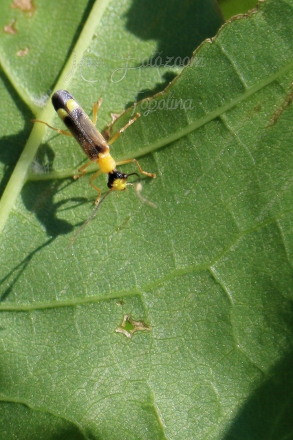 Malthinus flaveolus - közönséges fürkészlágybogár