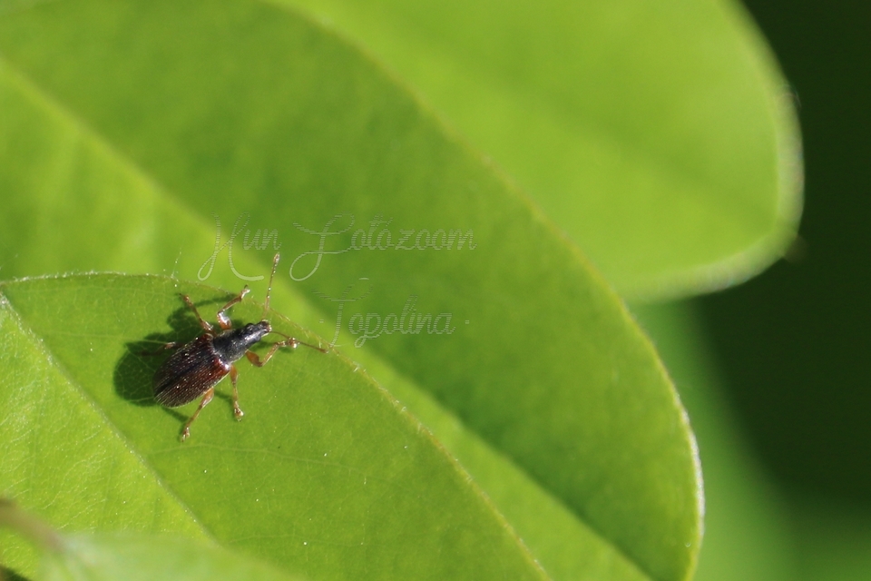 Phyllobius oblongus - közönséges levélormányos