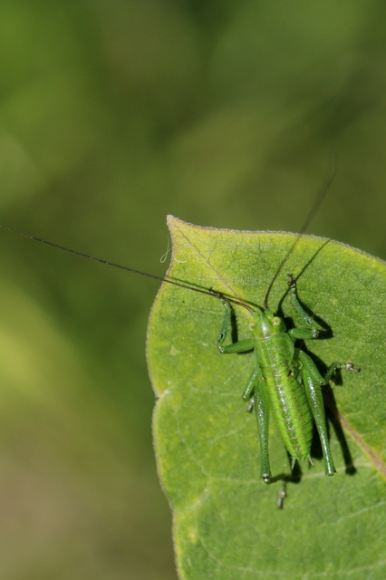 Tettigonia
