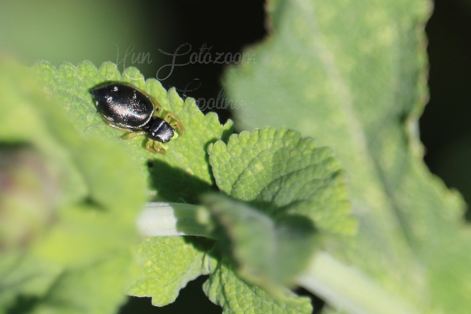 Heliophanus