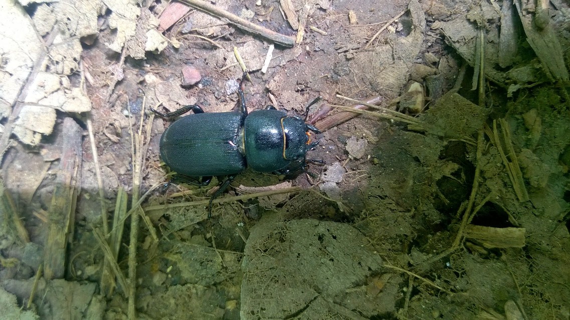 Dorcus parallelipipedus - kis szarvasbogár