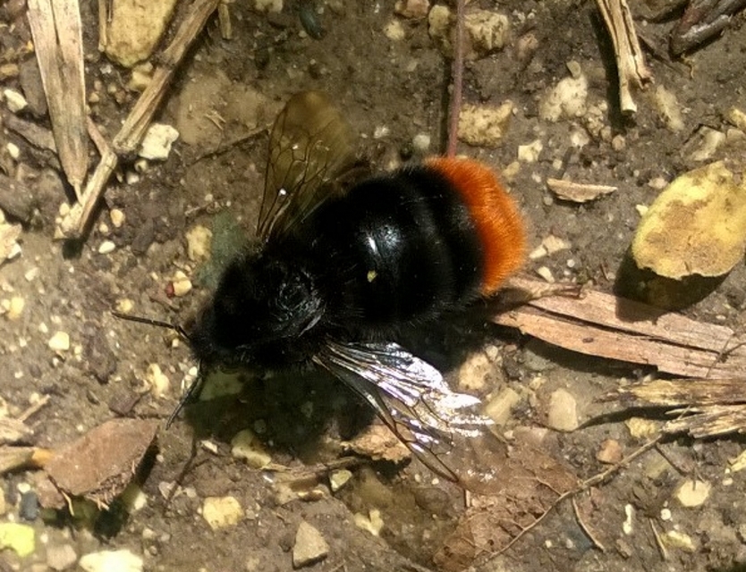 Bombus lapidarius - kövi poszméh