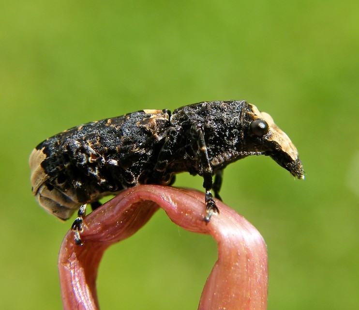 Platyrhinus resinosus - nagy orrosbogár