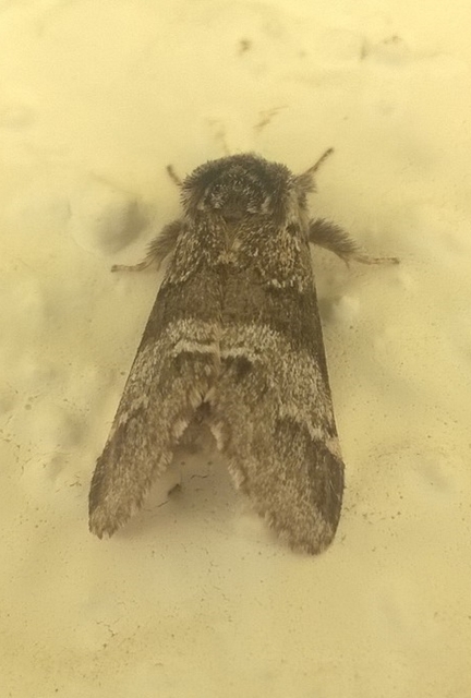 Drymonia dodonea - bélyeges púposszövő