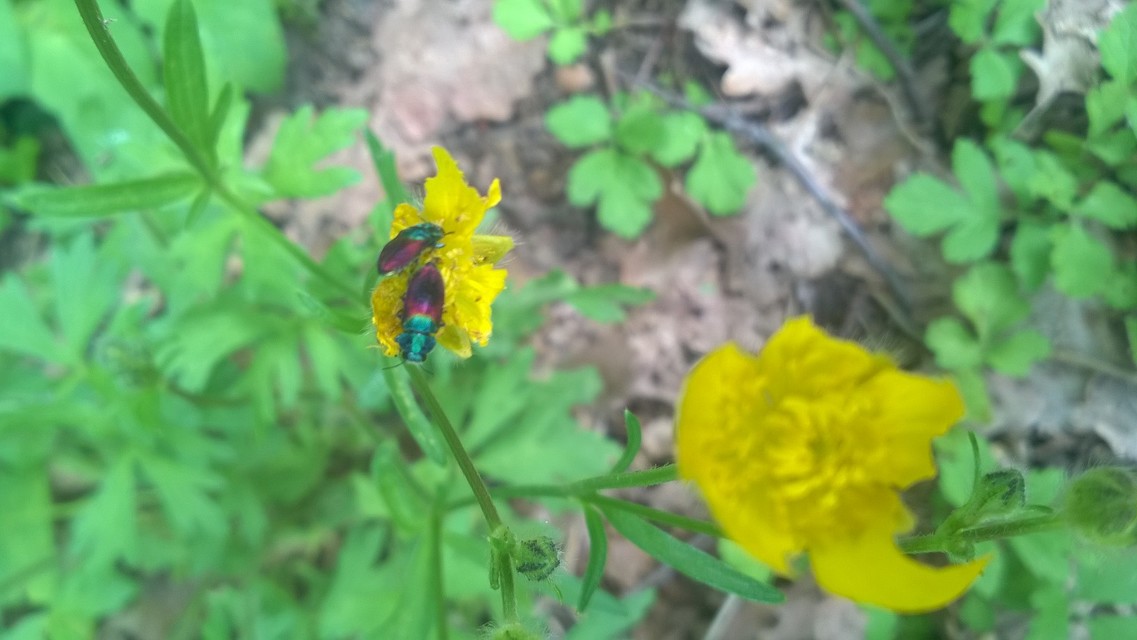 Anthaxia salicis - bíboros virágdíszbogár