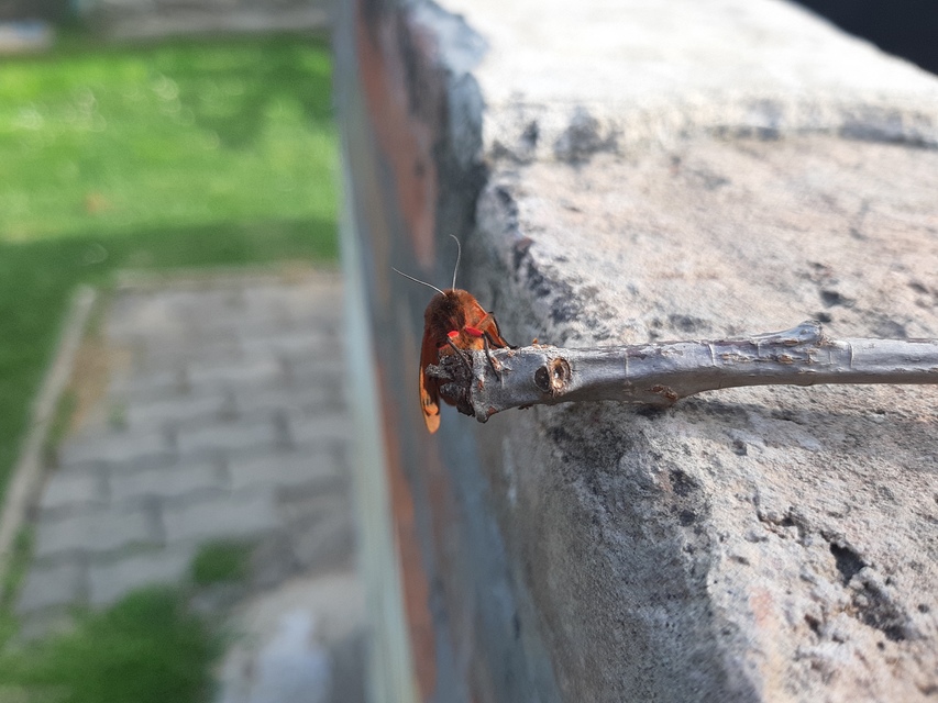 Phragmatobia fuliginosa - füstös medvelepke