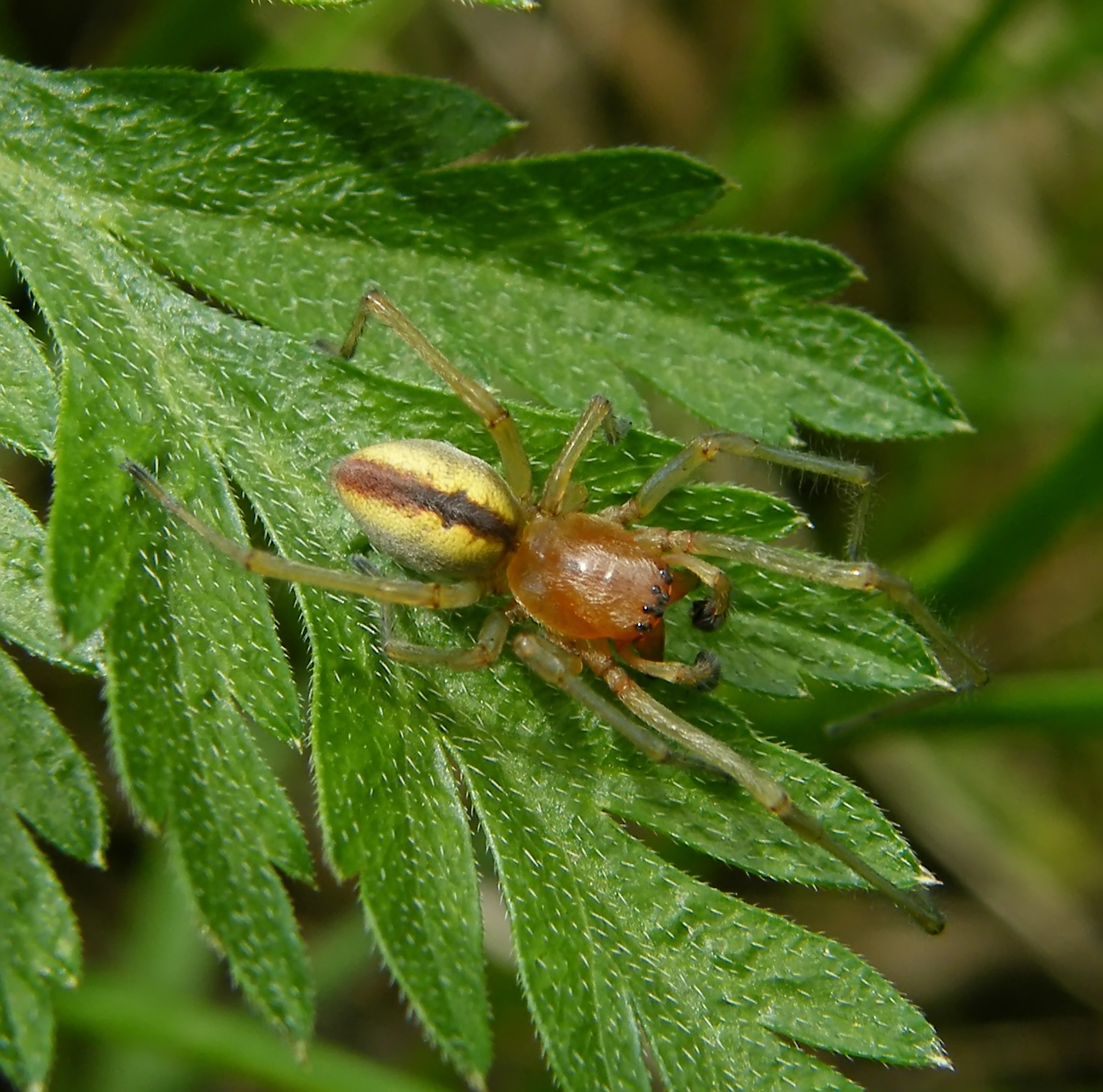 Cheiracanthium erraticum - csíkos dajkapók