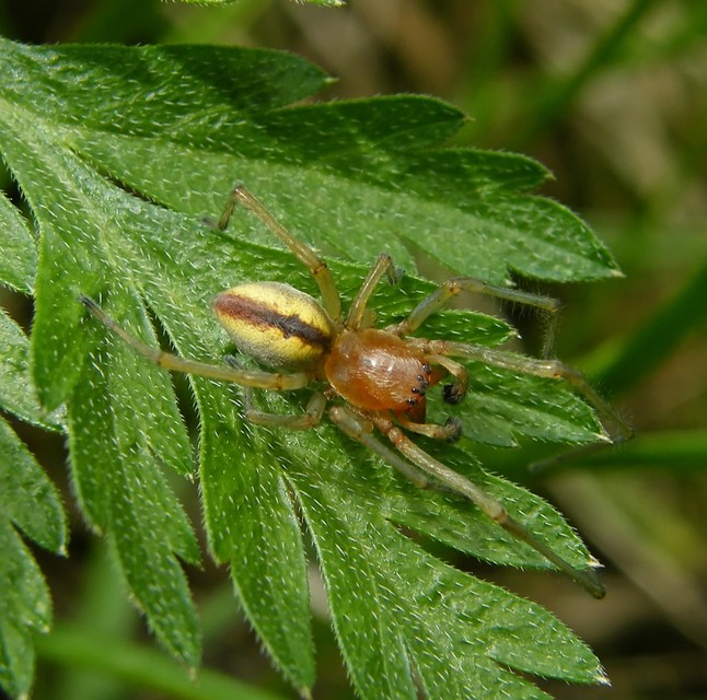 Cheiracanthium erraticum - csíkos dajkapók