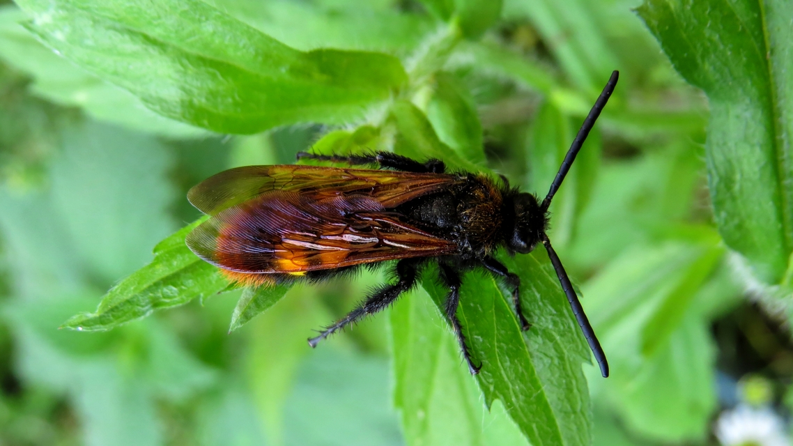Megascolia maculata - óriás-tőrösdarázs