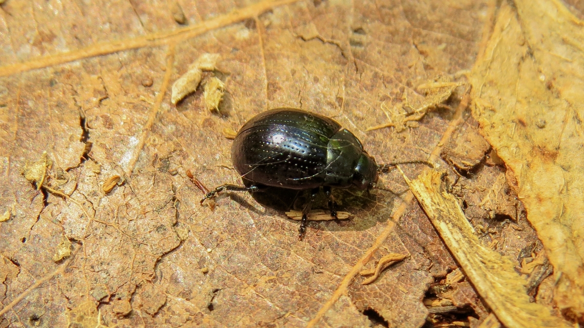 Chrysolina oricalcia - bronzos levélbogár