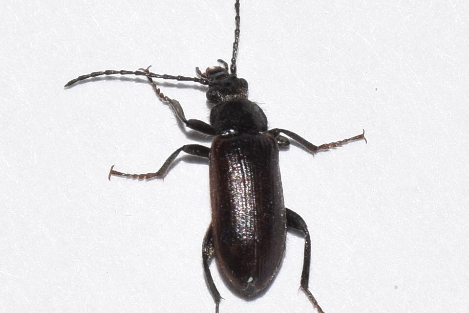 Omophlus proteus - közönséges pejbogár Omophlus proteus - közönséges pejbogár