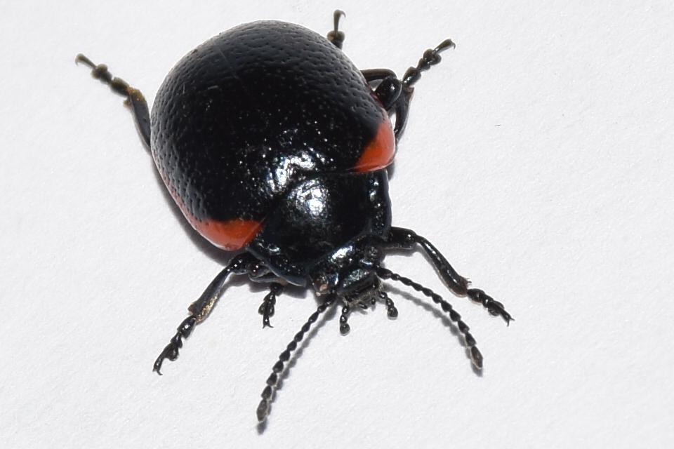 Chrysolina rossia - trapézhátú szegélyeslevelész