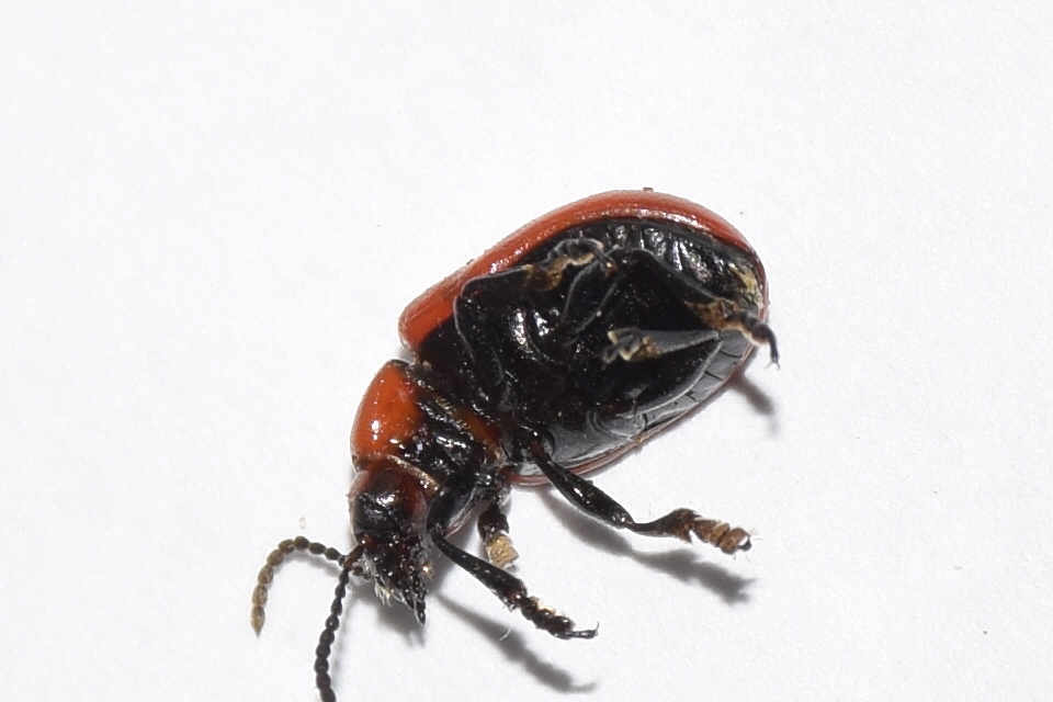 Entomoscelis adonidis - repce-honvédbogár