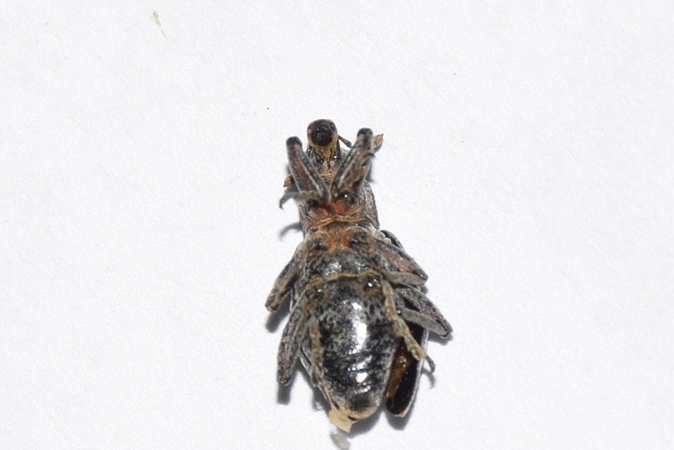 Coniocleonus turbatus - homoki barkó