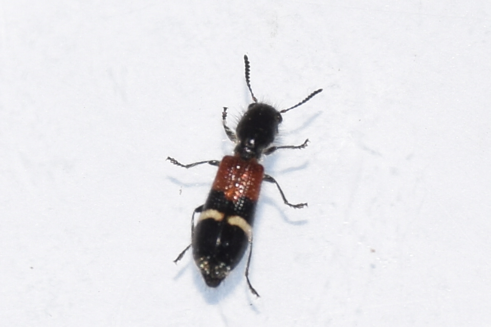 Tilloidea unifasciata - szőlő-szúfarkas