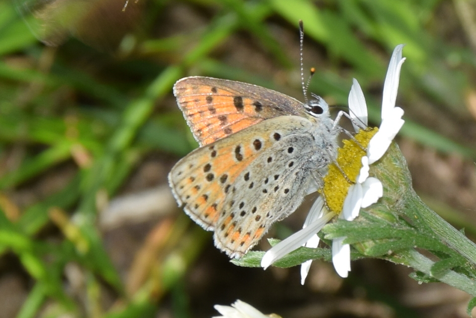 Lycaena tityrus - barna tűzlepke