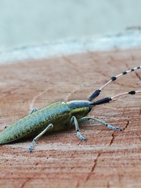 Agapanthia dahli - sárgagyűrűs bogáncscincér