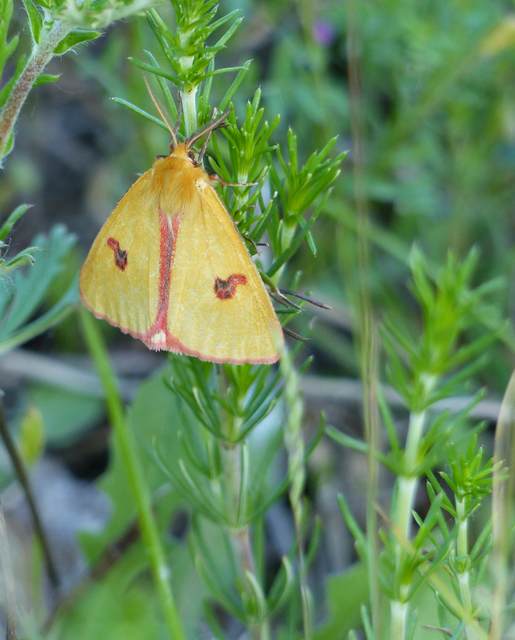 Diacrisia sannio - vörösszélű medvelepke