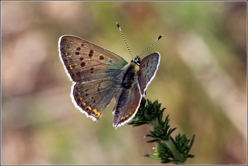 Lycaena tityrus - barna tűzlepke