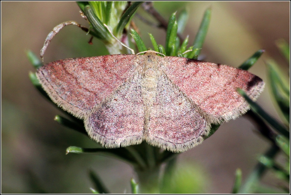 Scopula rubiginata - réti pirosaraszoló