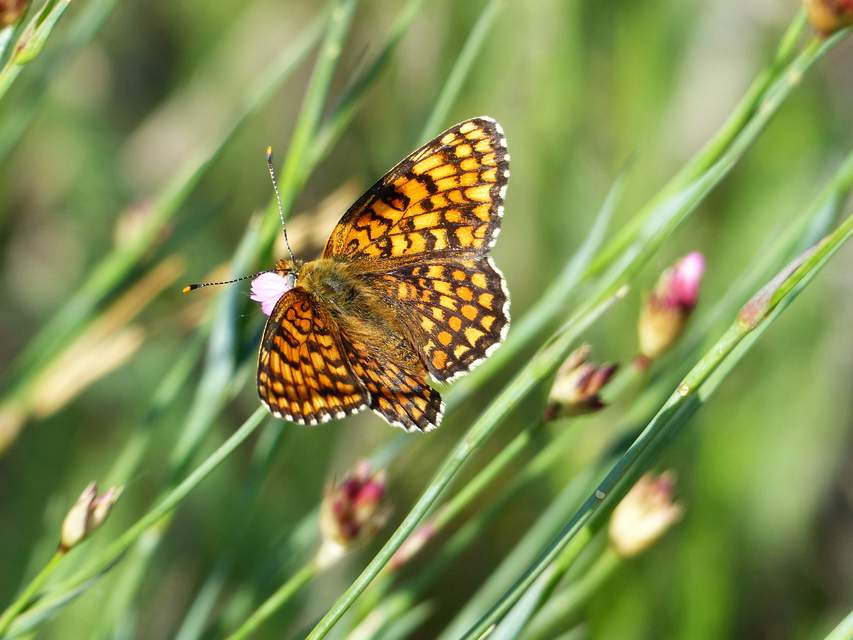 Melitaea phoebe - nagy tarkalepke