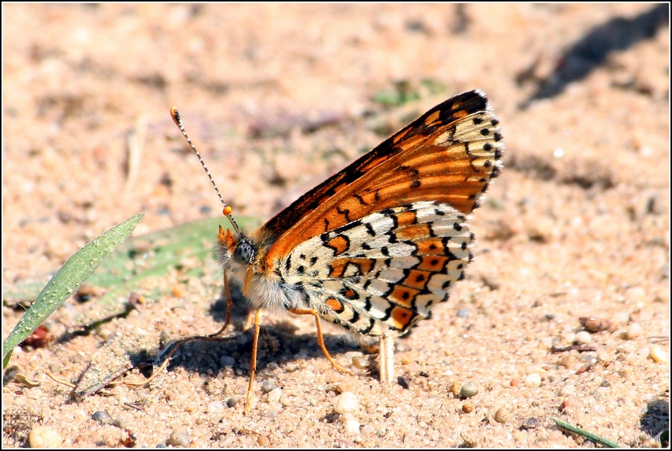 Melitaea cinxia - réti tarkalepke