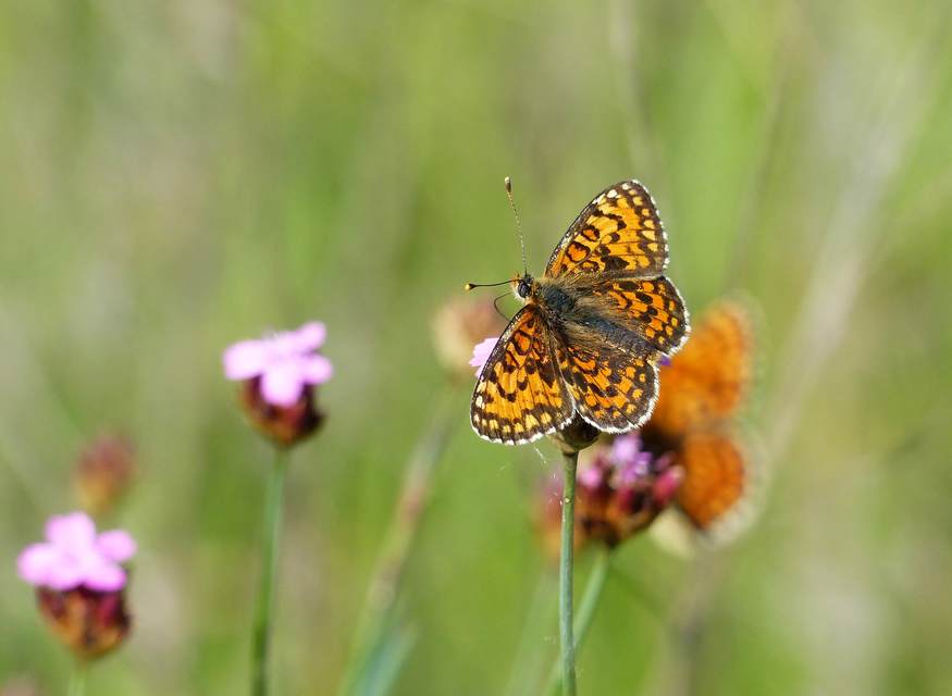 Melitaea trivia - kis tarkalepke