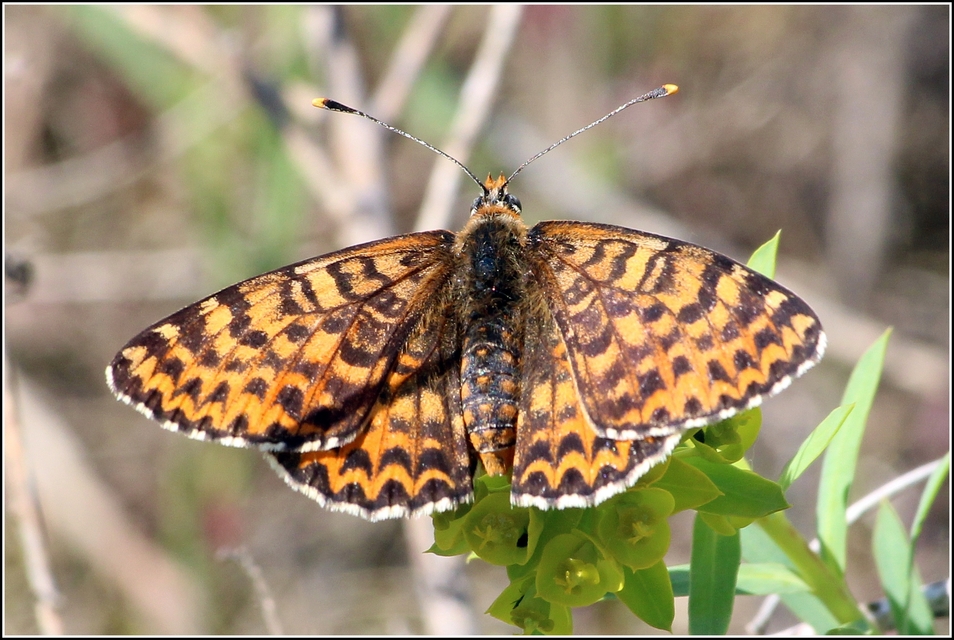 Melitaea didyma - tüzes tarkalepke