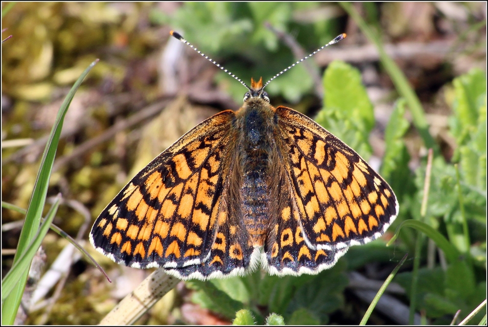 Melitaea cinxia - réti tarkalepke