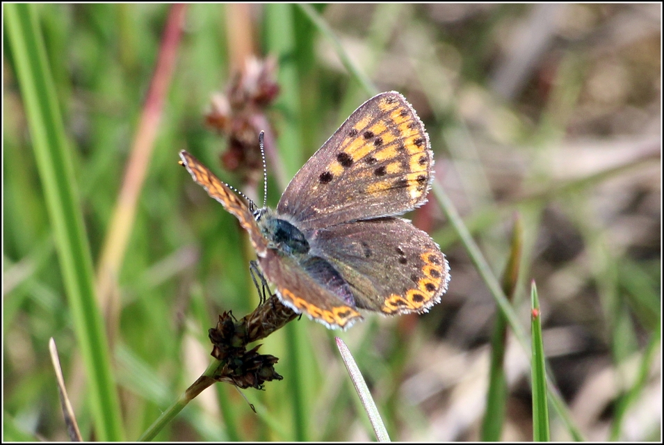 Lycaena tityrus - barna tűzlepke