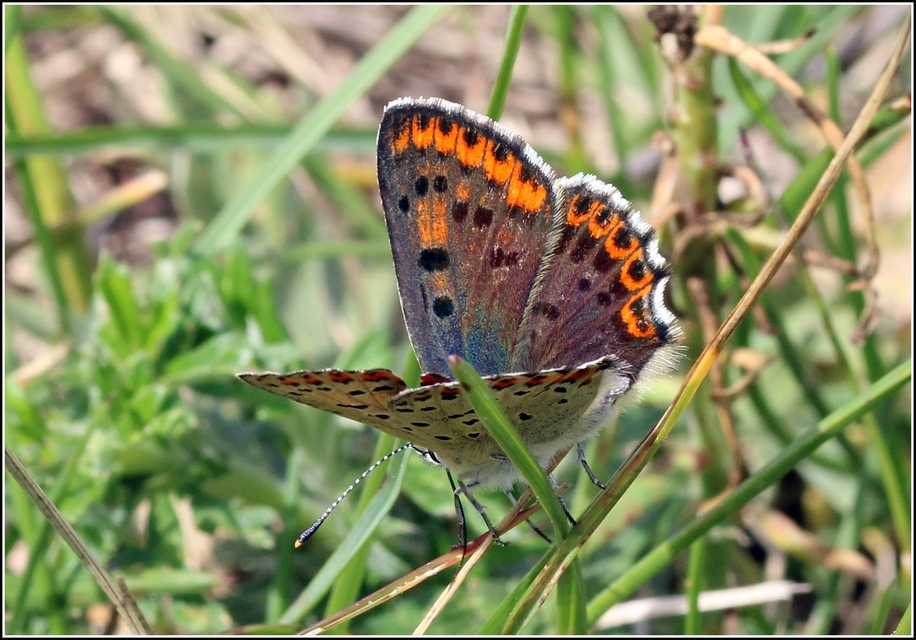 Lycaena tityrus - barna tűzlepke