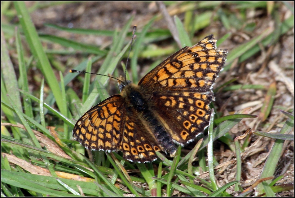 Melitaea cinxia - réti tarkalepke