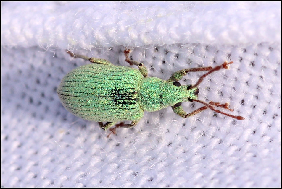 Phyllobius virideaeris - halványzöld levélormányos