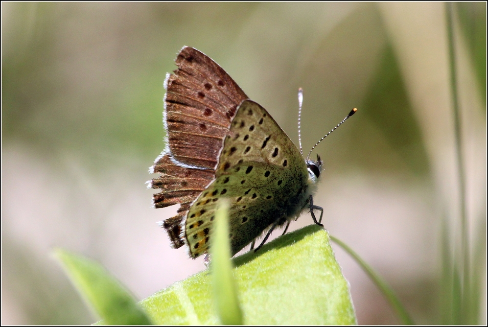 Lycaena tityrus - barna tűzlepke