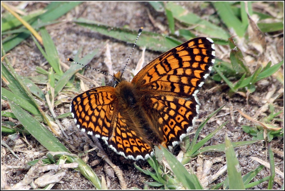 Melitaea cinxia - réti tarkalepke