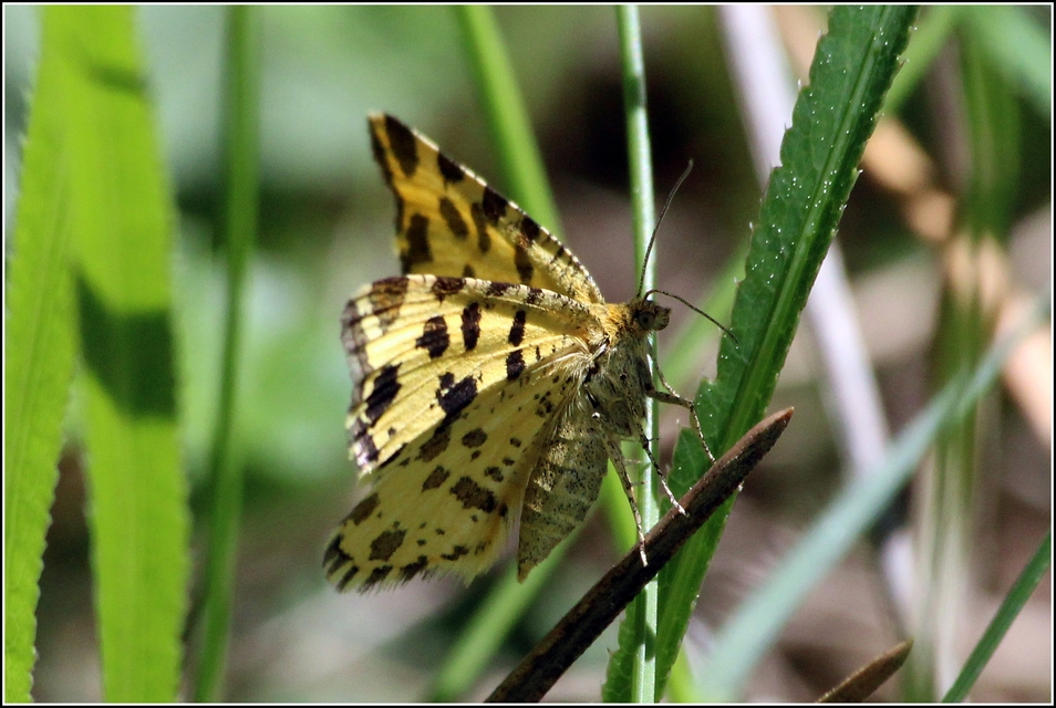 Pseudopanthera macularia - párducfoltos araszoló