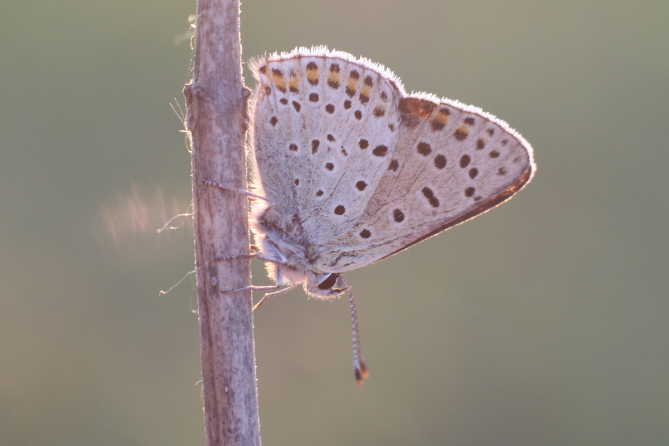 Lycaena tityrus - barna tűzlepke