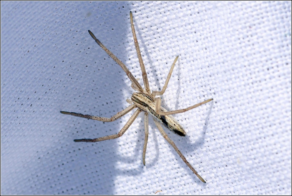 Tibellus