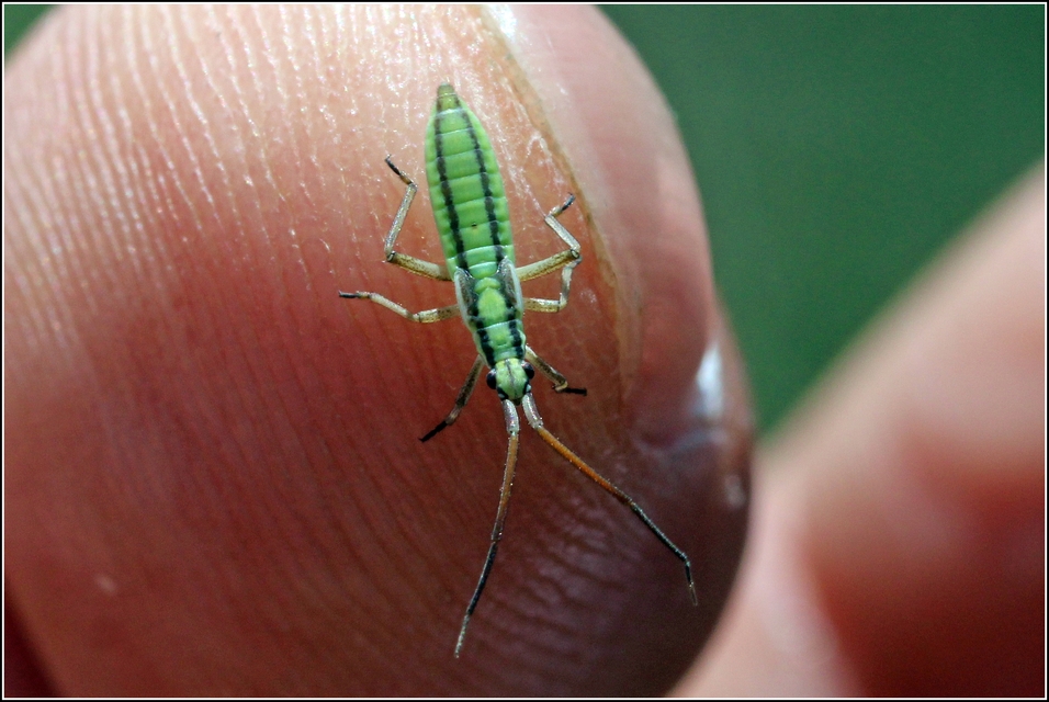 Leptopterna ferrugata - vastagcsápú mezeipoloska
