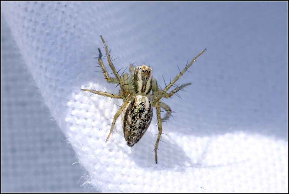 Oxyopes lineatus