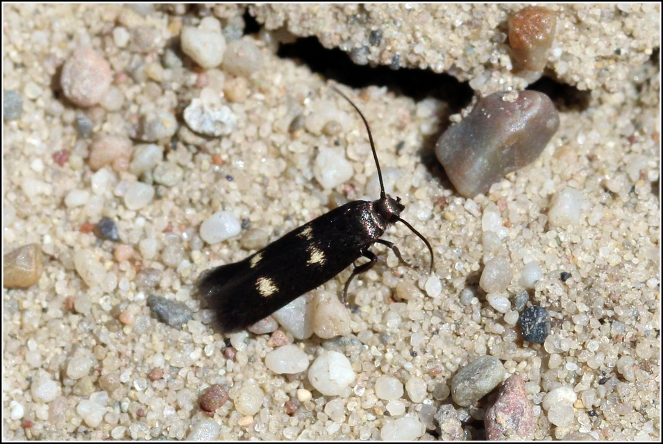 Parascythris muelleri - kétpettyes zöldmoly