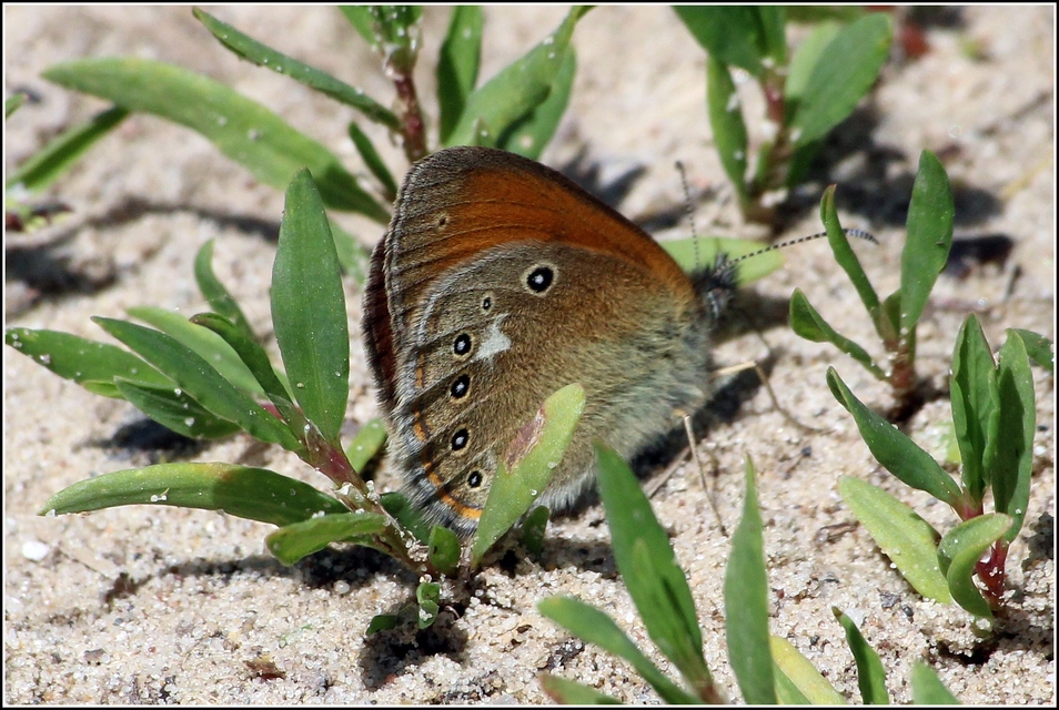 Coenonympha glycerion - közönséges szénalepke