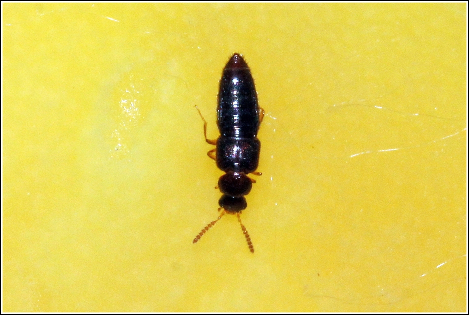 Gyrophaena manca - egyszínű taplóholyva