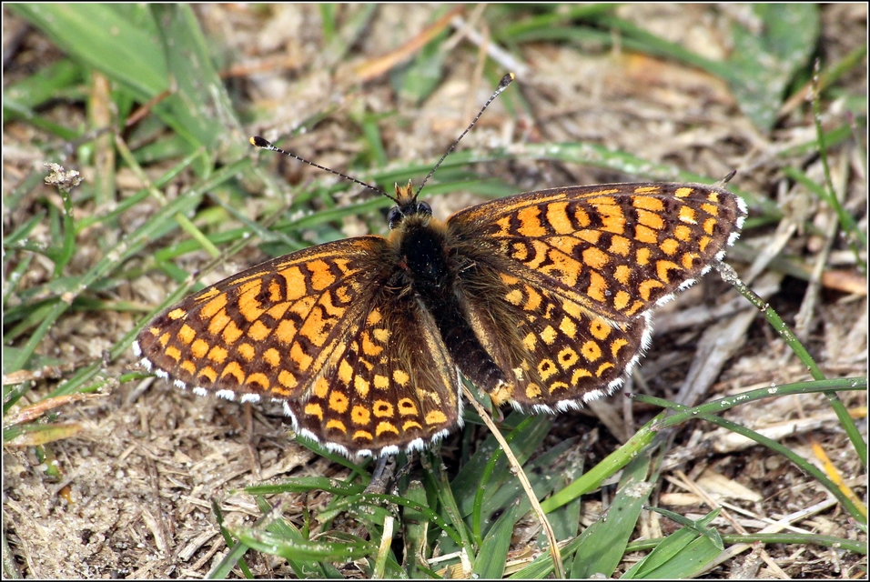 Melitaea cinxia - réti tarkalepke