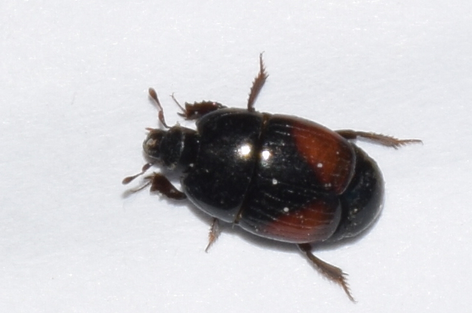 Atholus bimaculatus - kétfoltos sutabogár
