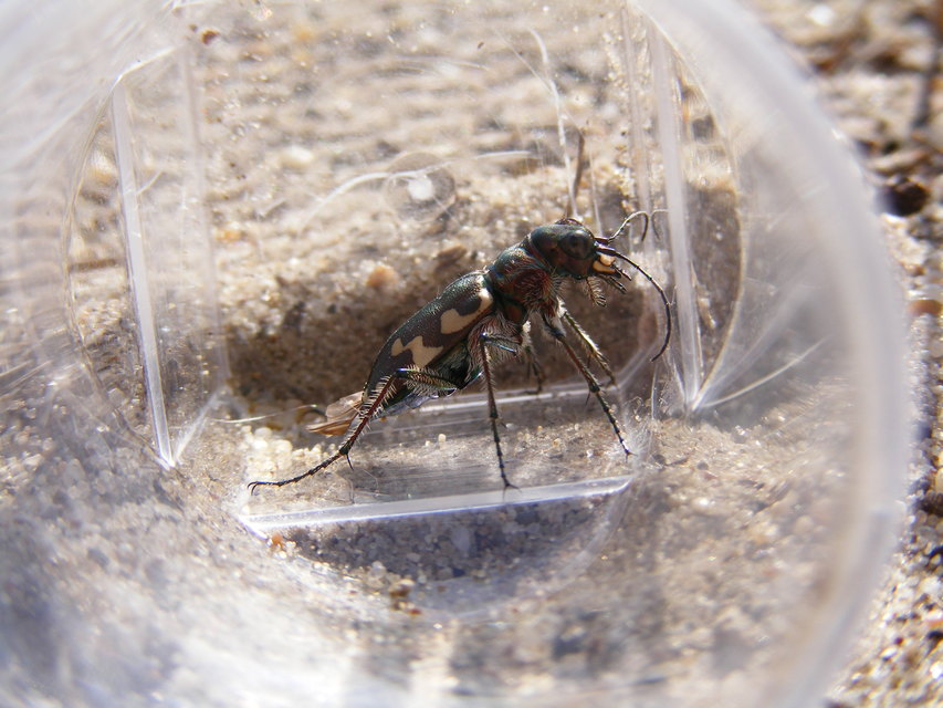 Cicindela hybrida - öves homokfutrinka