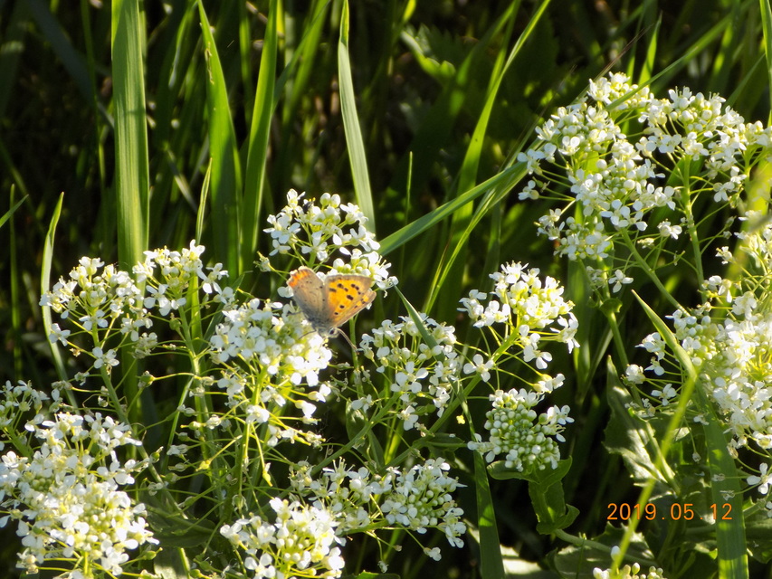 Lycaena phlaeas - közönséges tűzlepke
